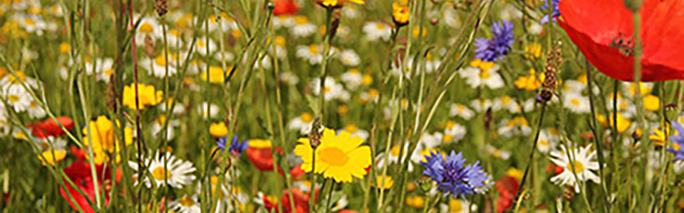 wildflower meadow