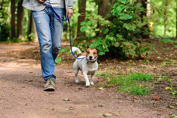 man walking his dog