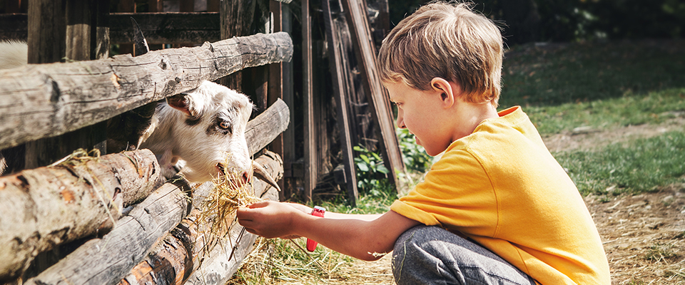 Boy feeding an animal