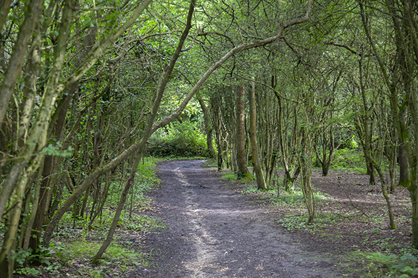 Hainault Forest Walk