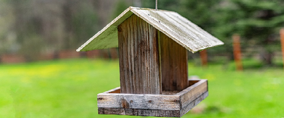 Bird feeder in garden 