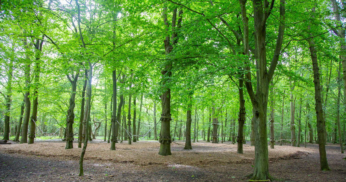 Trees in the forest