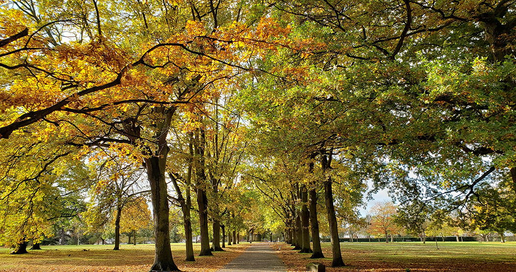 Tree lined pathway