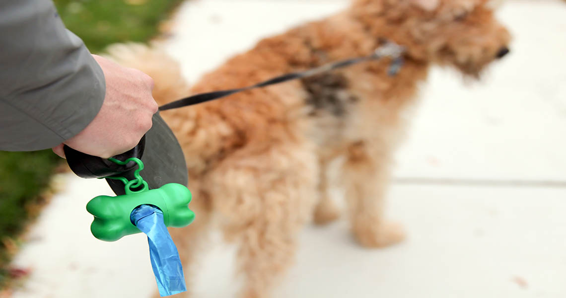 dog on lead