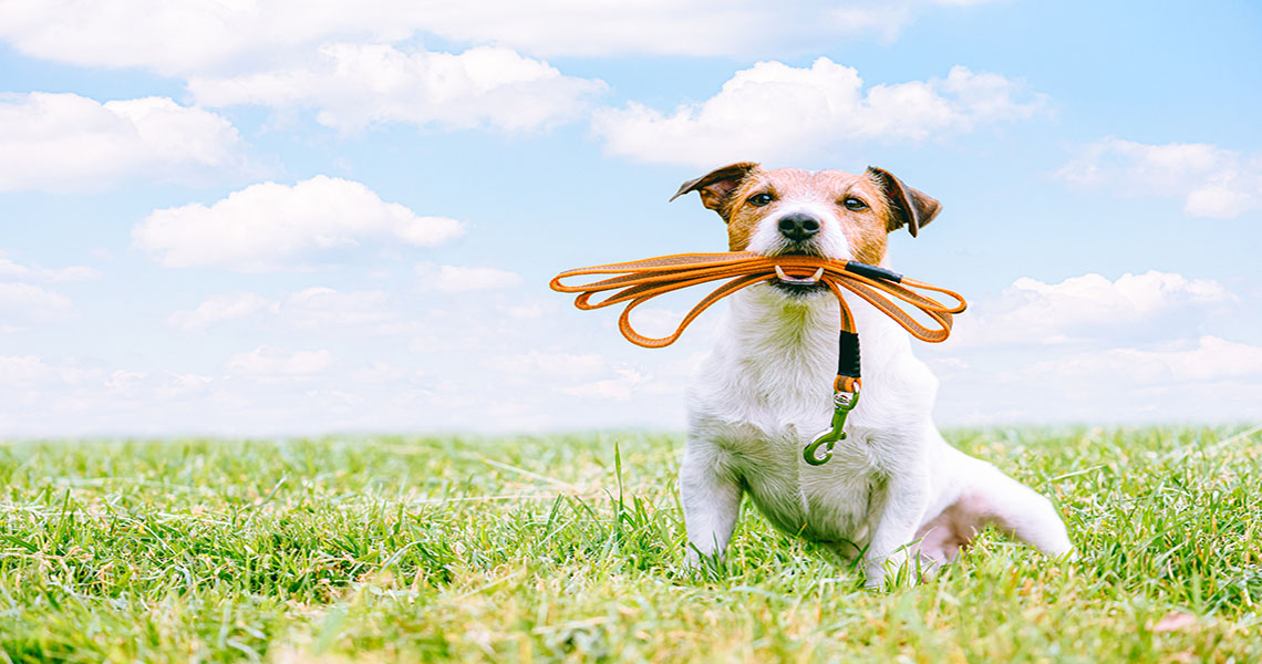 dog with lead