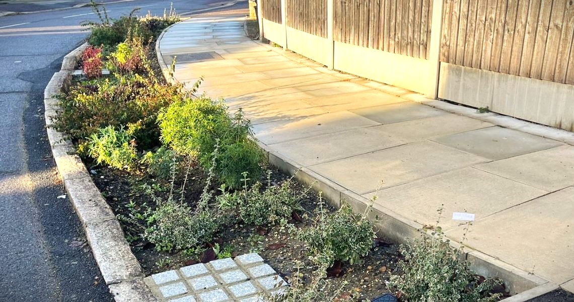 rain garden on street