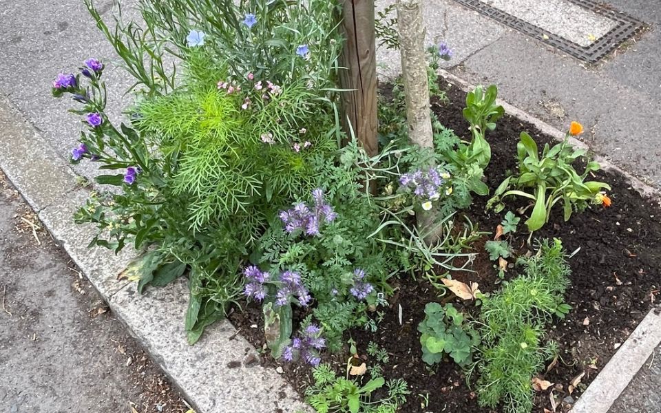 tree pit in bloom