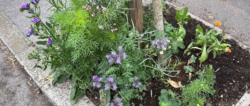 tree pit in bloom