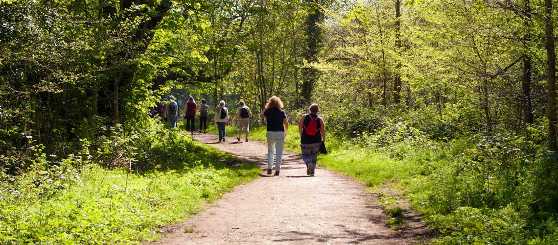 People walking on path through the woods