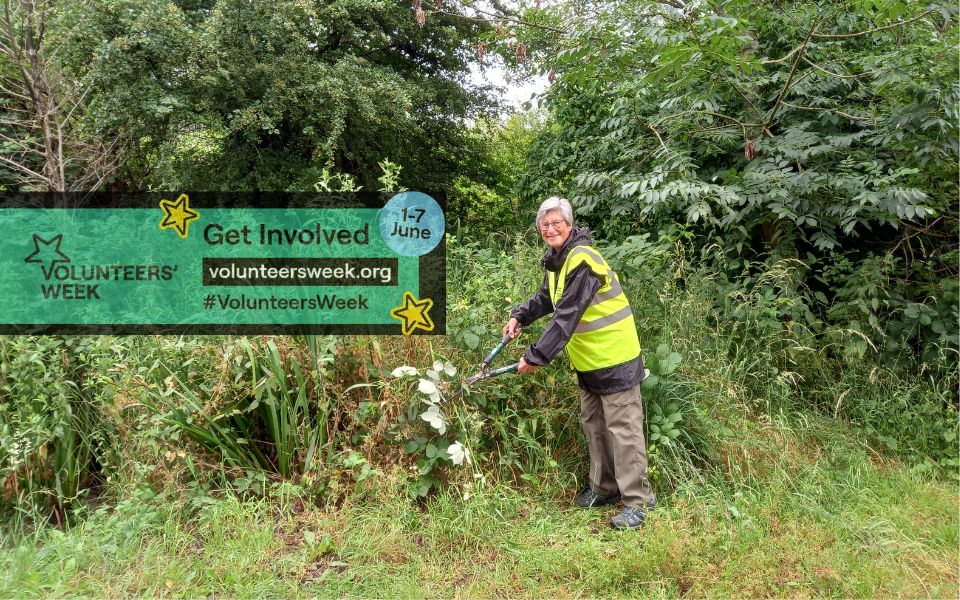 volunteer pruning bushes in the park