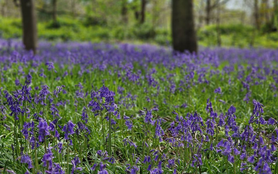 wildflower meadow