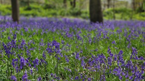 wildflower meadow