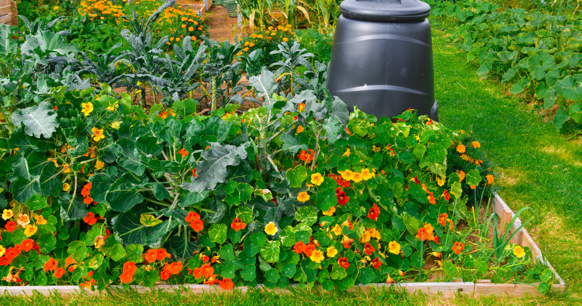 Flowering vegetables on an allotment.