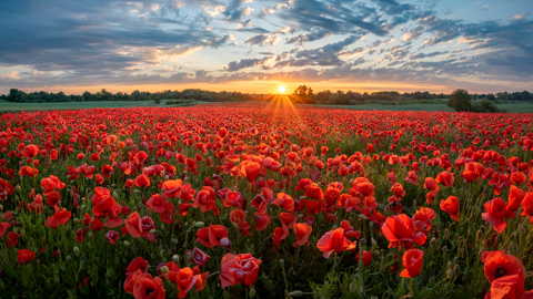 Poppies in field with sun setting