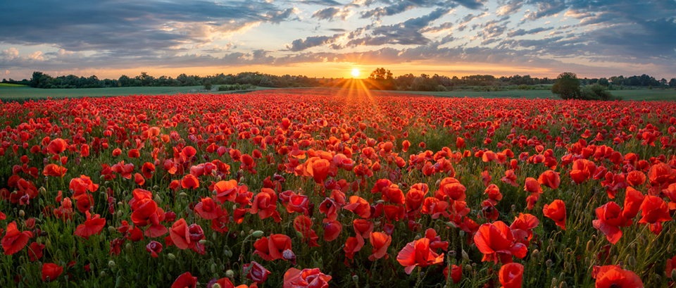 Poppies in field with sun setting