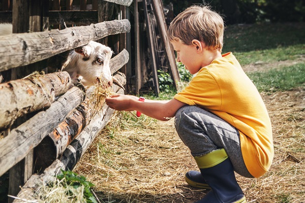 Boy feeding an animal