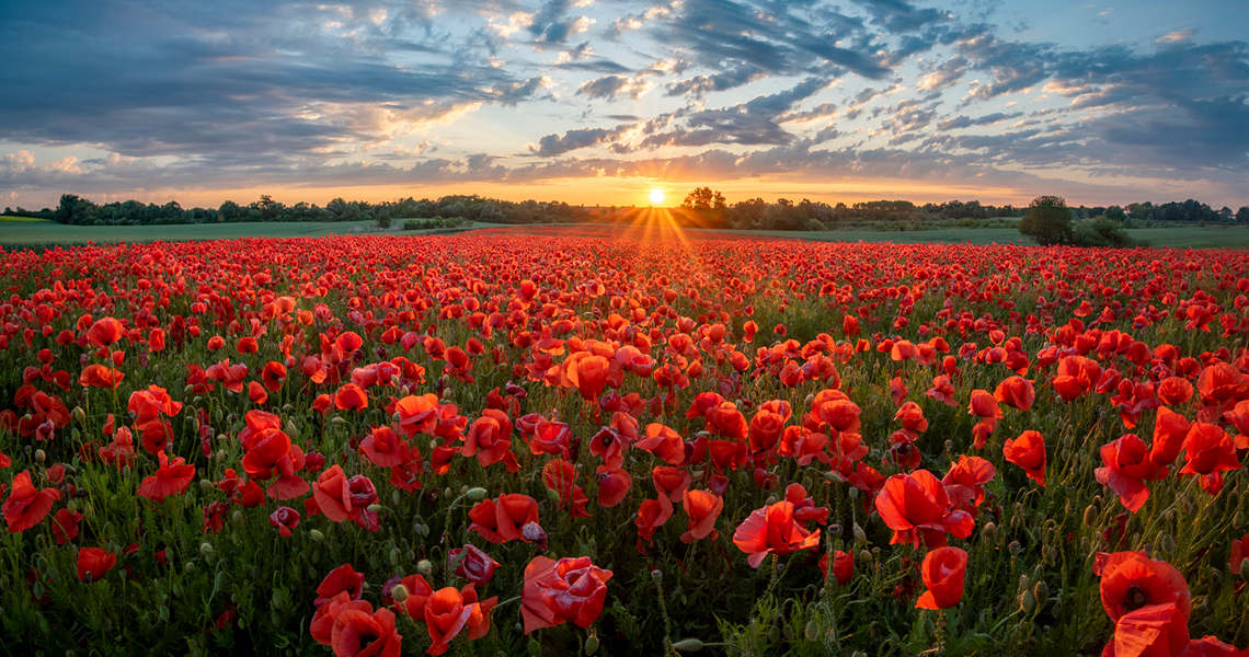 Poppies in field with sun setting