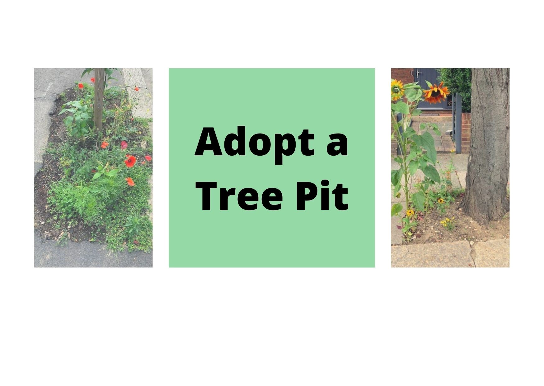 two tree pits with flowers blooming from them. The words 'adopt a tree pit' appear between the two images.